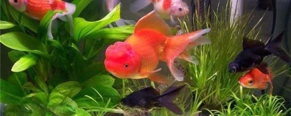 玻璃魚缸做好后多少天才能養魚？：玻璃魚缸做好后通常需要進行一定程度的處理和準備