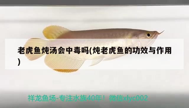 老虎魚燉湯會(huì)中毒嗎(燉老虎魚的功效與作用)
