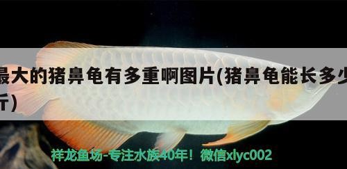 最大的豬鼻龜有多重啊圖片(豬鼻龜能長多少斤)