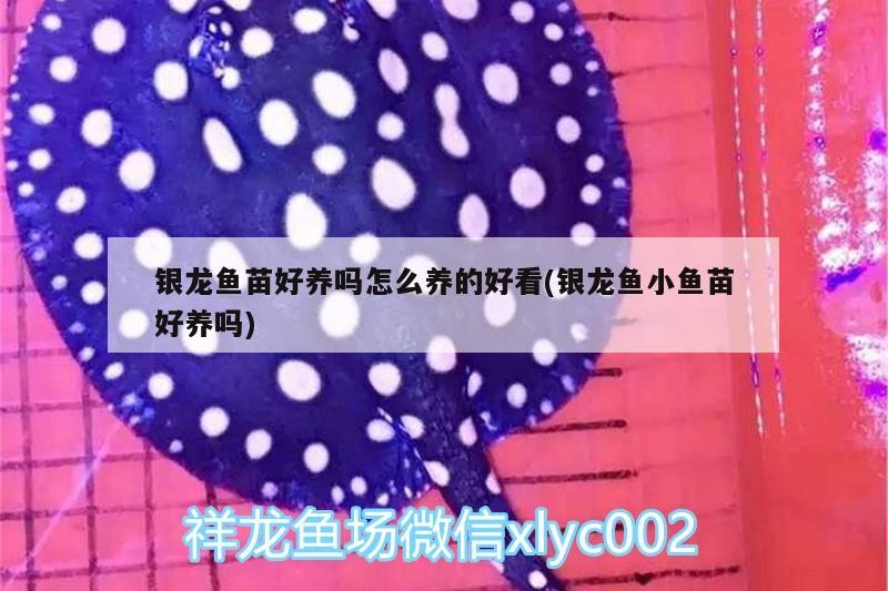 銀龍魚苗好養嗎怎么養的好看(銀龍魚小魚苗好養嗎)
