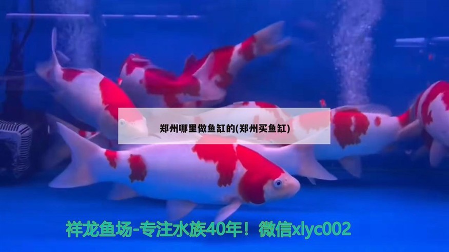 鄭州哪里做魚缸的(鄭州買魚缸)