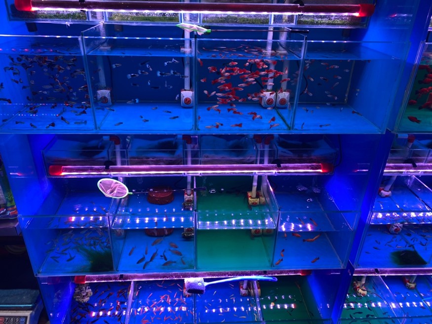 花鳥魚蟲市場