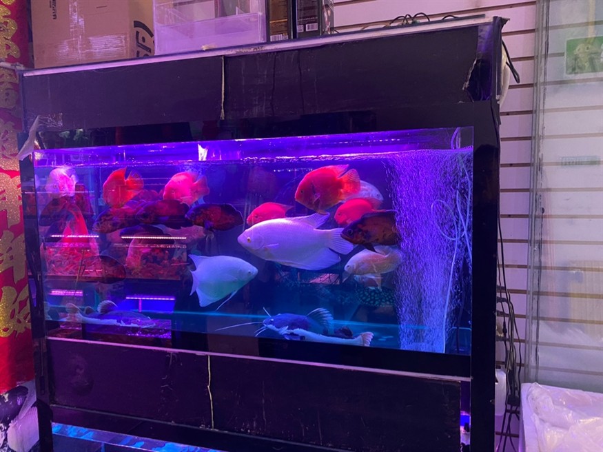 花鳥魚蟲市場