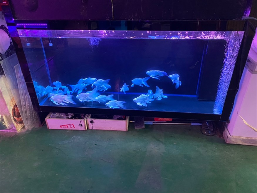 花鳥魚蟲市場