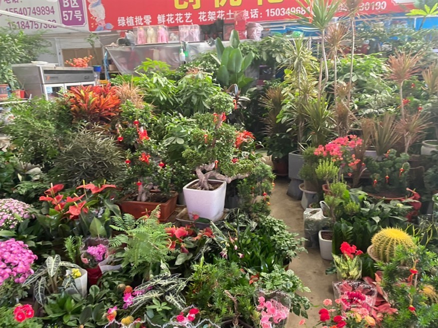 花鳥魚蟲市場