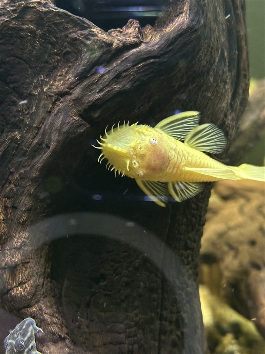 胡子清缸杠杠的！
