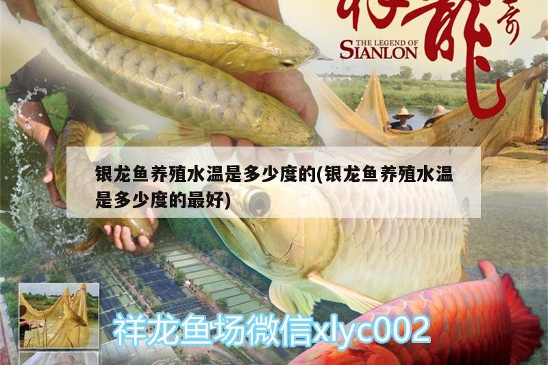 銀龍魚養殖水溫是多少度的(銀龍魚養殖水溫是多少度的最好)