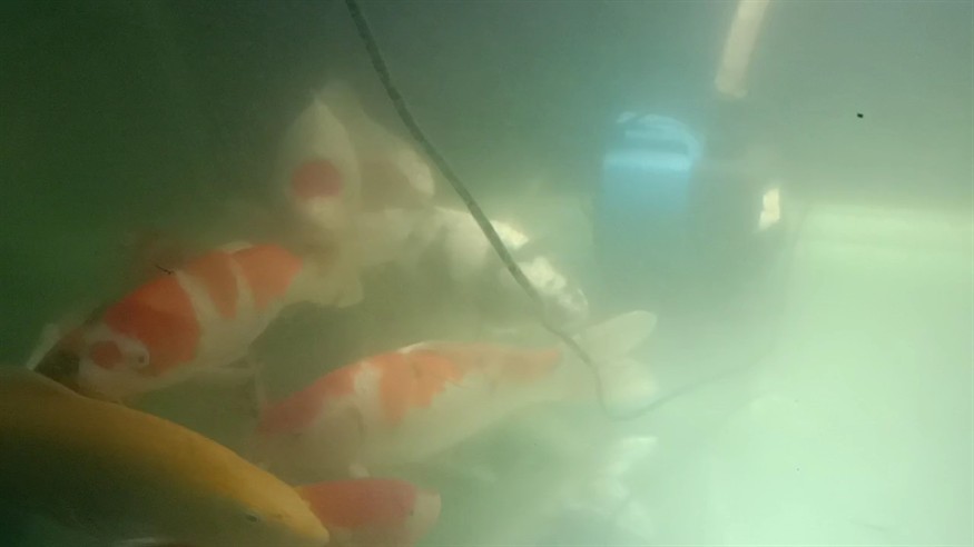 水是徹底換完了