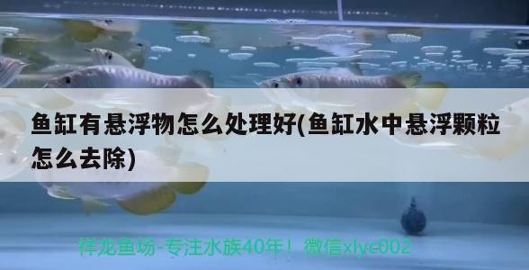 魚(yú)缸有懸浮物怎么處理好(魚(yú)缸水中懸浮顆粒怎么去除) 魚(yú)缸有懸浮物怎么處理好(魚(yú)缸水中懸浮顆粒怎么去除) 虎魚(yú)百科