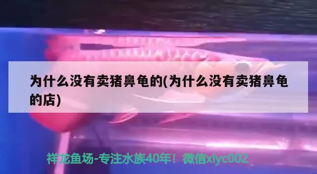 魚缸過濾器選購指南:自制魚缸過濾器魚缸上置過濾器對于養魚愛好者的必備知識 為什么沒有賣豬鼻龜的(為什么沒有賣豬鼻龜的店) 豬鼻龜百科 為什么沒有賣豬鼻龜的(為什么沒有賣豬鼻龜的店) 為什么沒有賣豬鼻龜的(為什么沒有賣豬鼻龜的店) 豬鼻龜百科