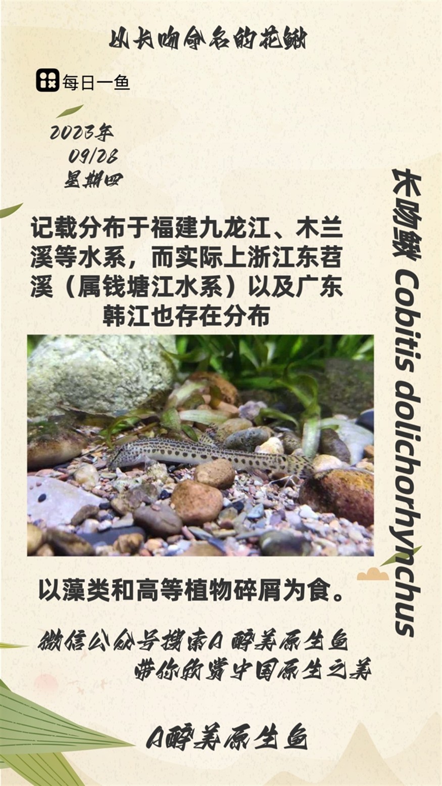 長吻鰍