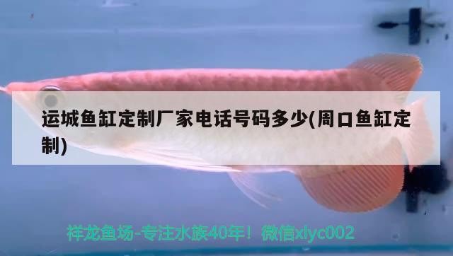 運城魚缸定制廠家電話號碼多少(周口魚缸定制) 運城魚缸定制廠家電話號碼多少(周口魚缸定制) 豬鼻龜百科