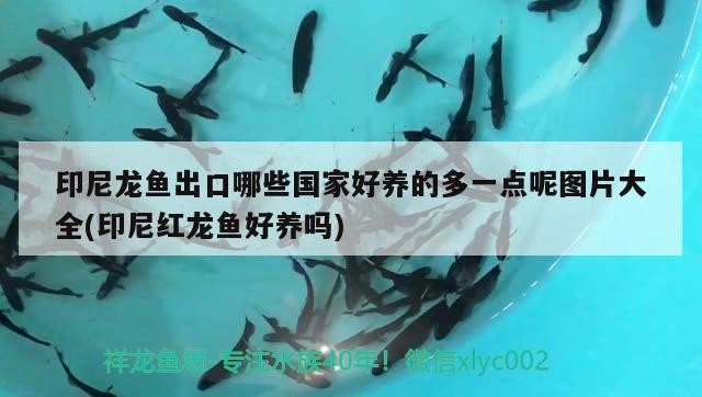 印尼龍魚出口哪些國家好養的多一點呢圖片大全(印尼紅龍魚好養嗎)