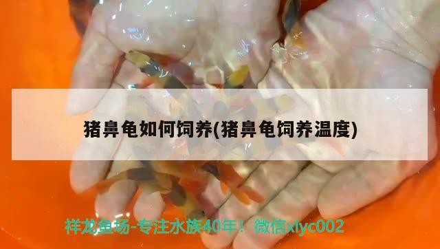 豬鼻龜如何飼養(豬鼻龜飼養溫度)