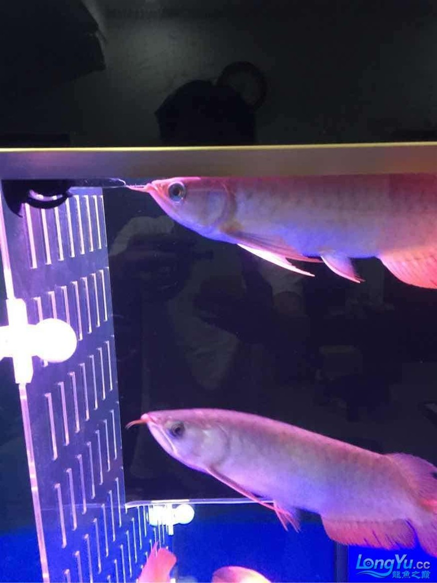 三龍混
