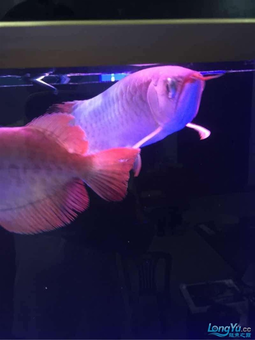 三龍混