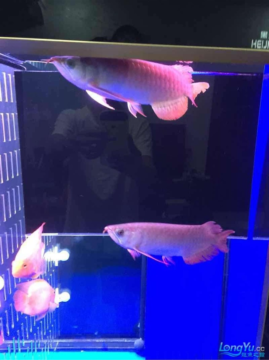 三龍混