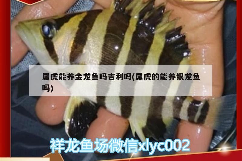 屬虎能養金龍魚嗎吉利嗎(屬虎的能養銀龍魚嗎)