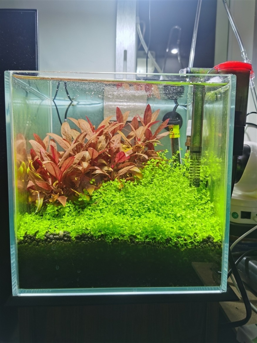 小缸記錄