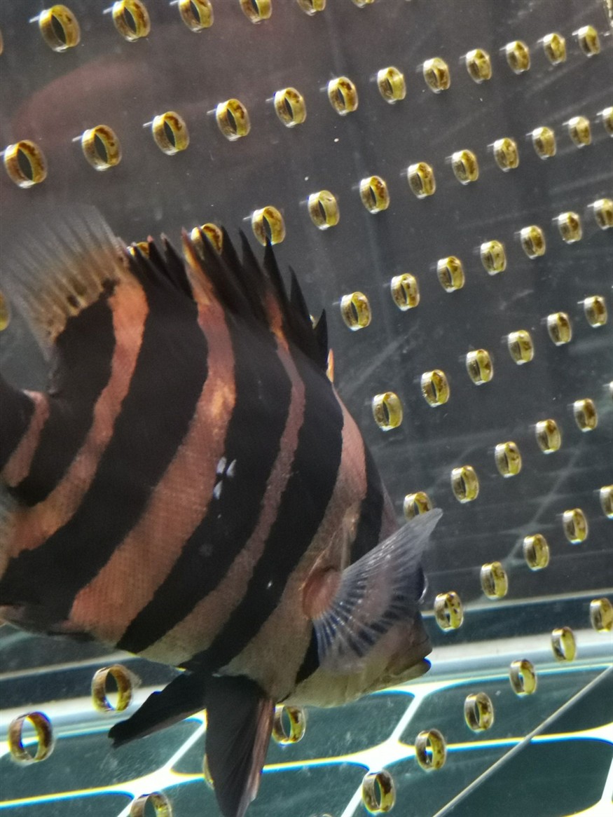 虎魚鱗片有白色的