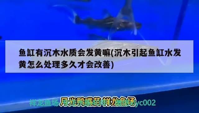 魚缸有沉木水質(zhì)會(huì)發(fā)黃嘛(沉木引起魚缸水發(fā)黃怎么處理多久才會(huì)改善)