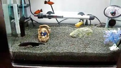 打碎魚缸視頻：3歲半萌娃演示魚缸是怎么敲破的