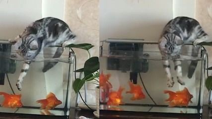 打碎魚缸視頻：3歲半萌娃演示魚缸是怎么敲破的
