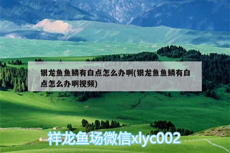 銀龍魚魚鱗有白點(diǎn)怎么辦啊(銀龍魚魚鱗有白點(diǎn)怎么辦啊視頻)