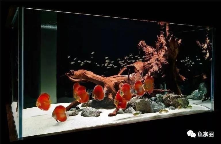 大魚缸如何造景好看又簡(jiǎn)單視頻：大魚缸造景教程