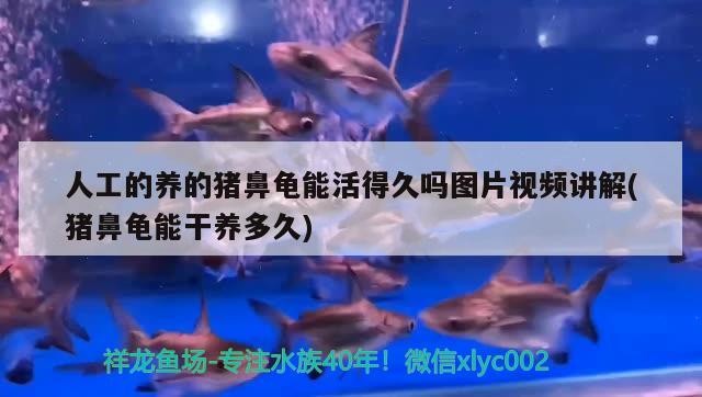 人工的養(yǎng)的豬鼻龜能活得久嗎圖片視頻講解(豬鼻龜能干養(yǎng)多久)
