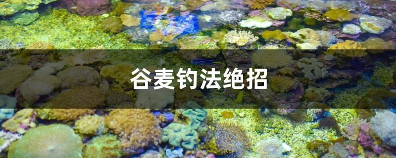 谷麥釣法絕招