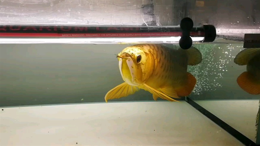 千足純金
