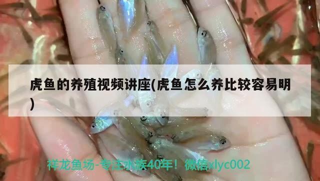虎魚的養殖視頻講座(虎魚怎么養比較容易明)