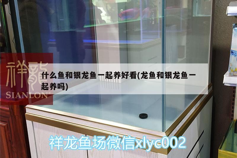什么魚和銀龍魚一起養好看(龍魚和銀龍魚一起養嗎)