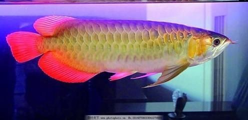 金龍魚能吃_