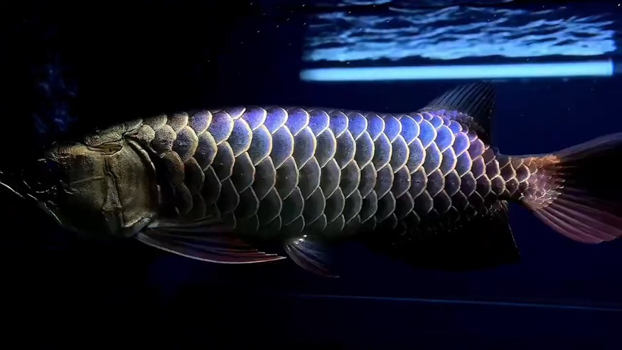我的虎魚真菌感染了要怎么處理 新加坡藍(lán)魔?金奎 龍魚論壇 新加坡藍(lán)魔?金奎 新加坡藍(lán)魔?金奎 龍魚論壇