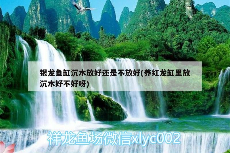 銀龍魚缸沉木放好還是不放好(養紅龍缸里放沉木好不好呀)