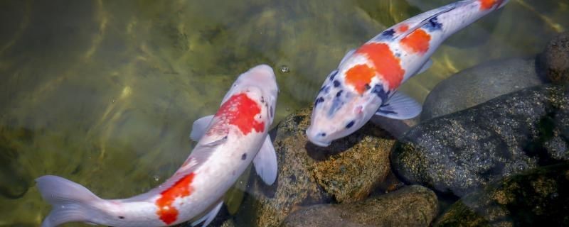 招財貓在魚缸里不動（招財貓魚為什么總是倒立在水底呢）