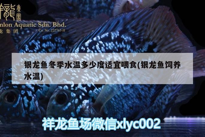 銀龍魚冬季水溫多少度適宜喂食(銀龍魚飼養(yǎng)水溫)