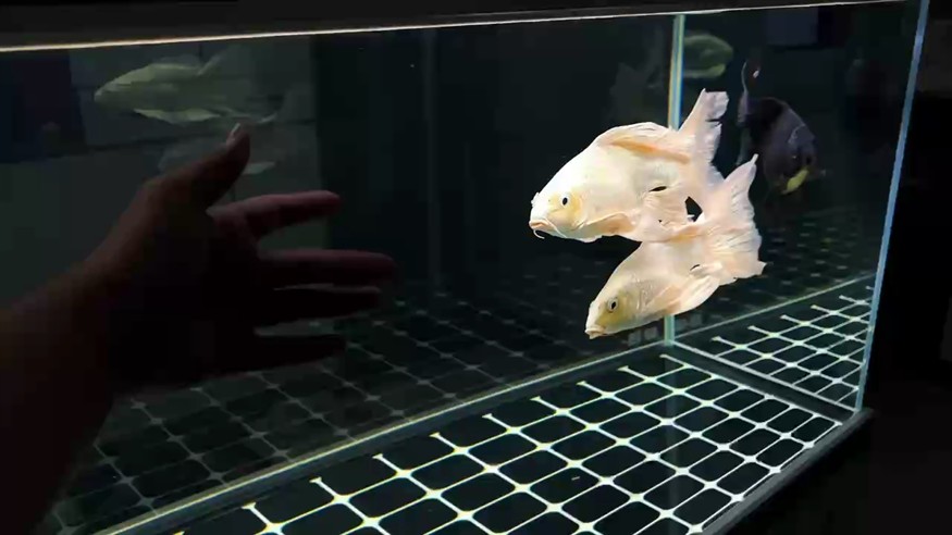 算不算全網狀態最好的？