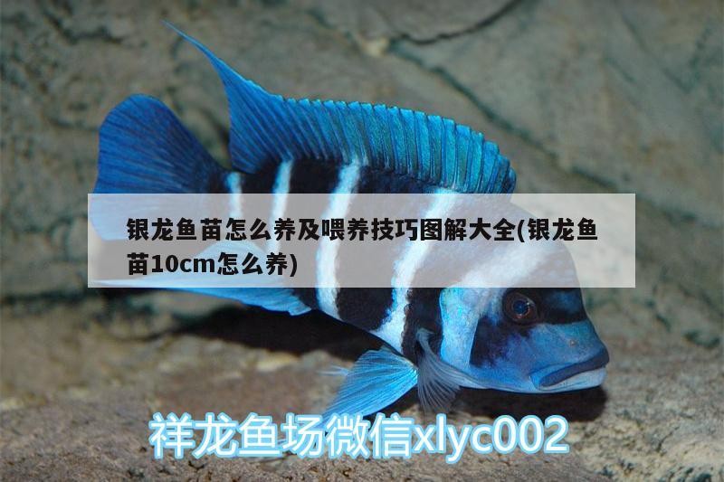銀龍魚苗怎么養及喂養技巧圖解大全(銀龍魚苗10cm怎么養)