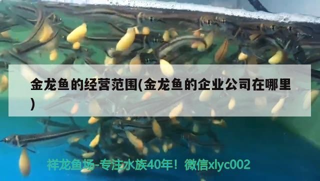 金龍魚的經(jīng)營范圍(金龍魚的企業(yè)公司在哪里)