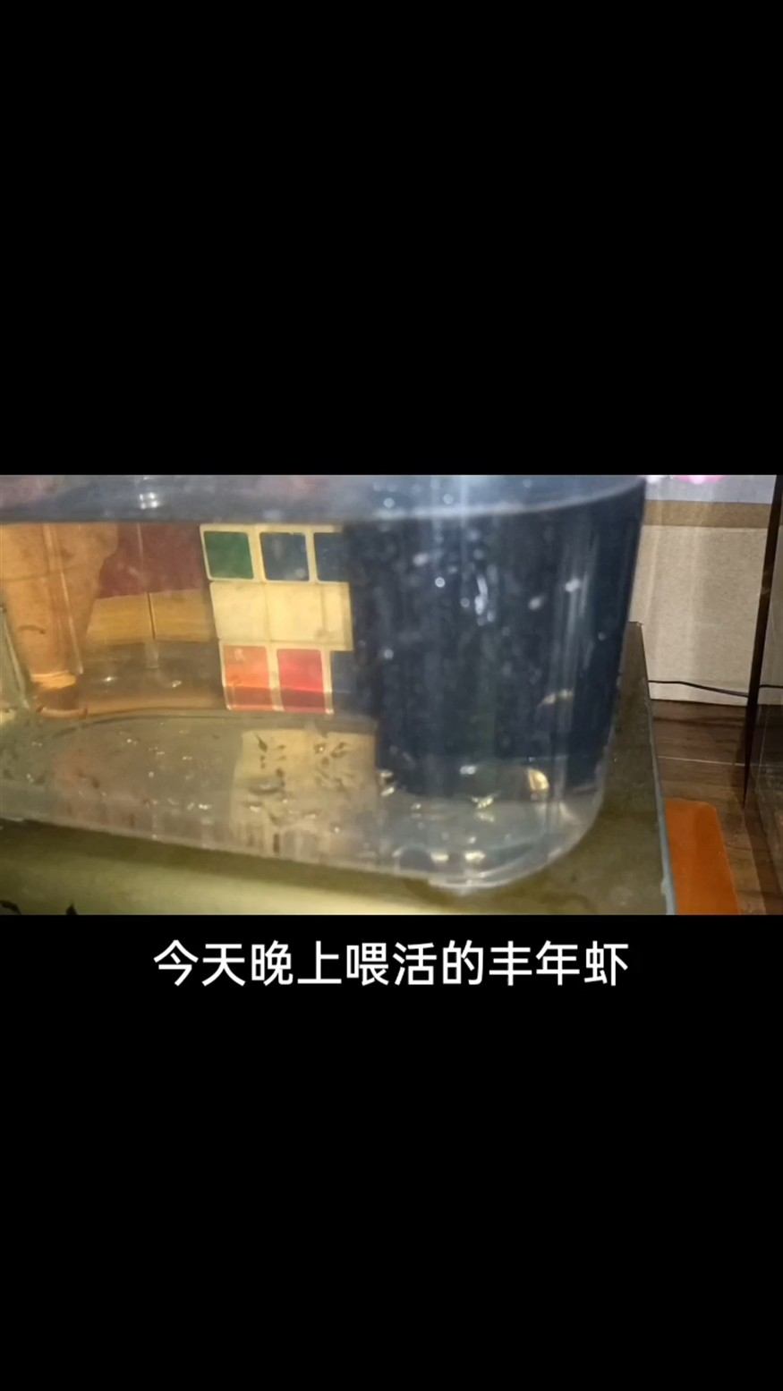 今晚喂剛孵化的豐年蝦