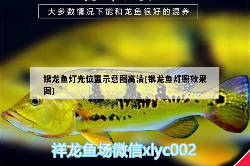 銀龍魚燈光位置示意圖高清(銀龍魚燈照效果圖)