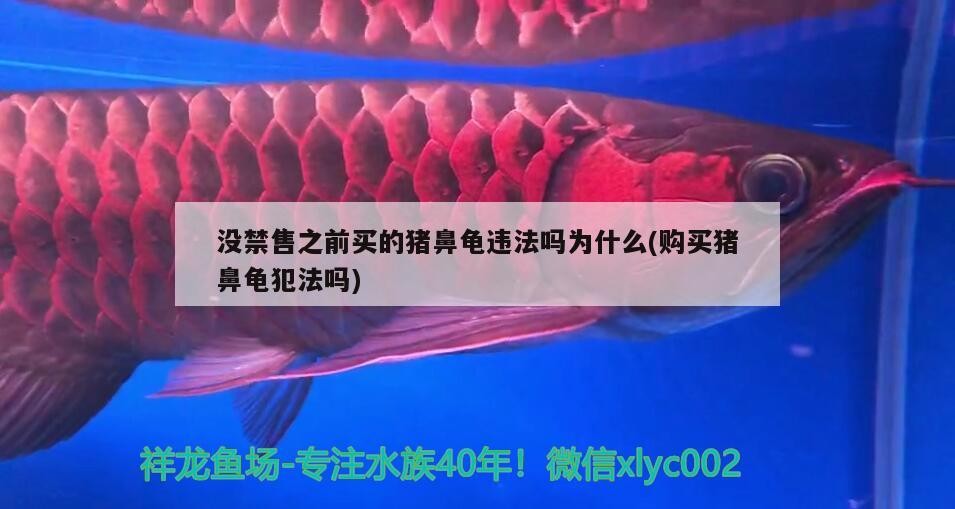 沒禁售之前買的豬鼻龜違法嗎為什么(購買豬鼻龜犯法嗎)