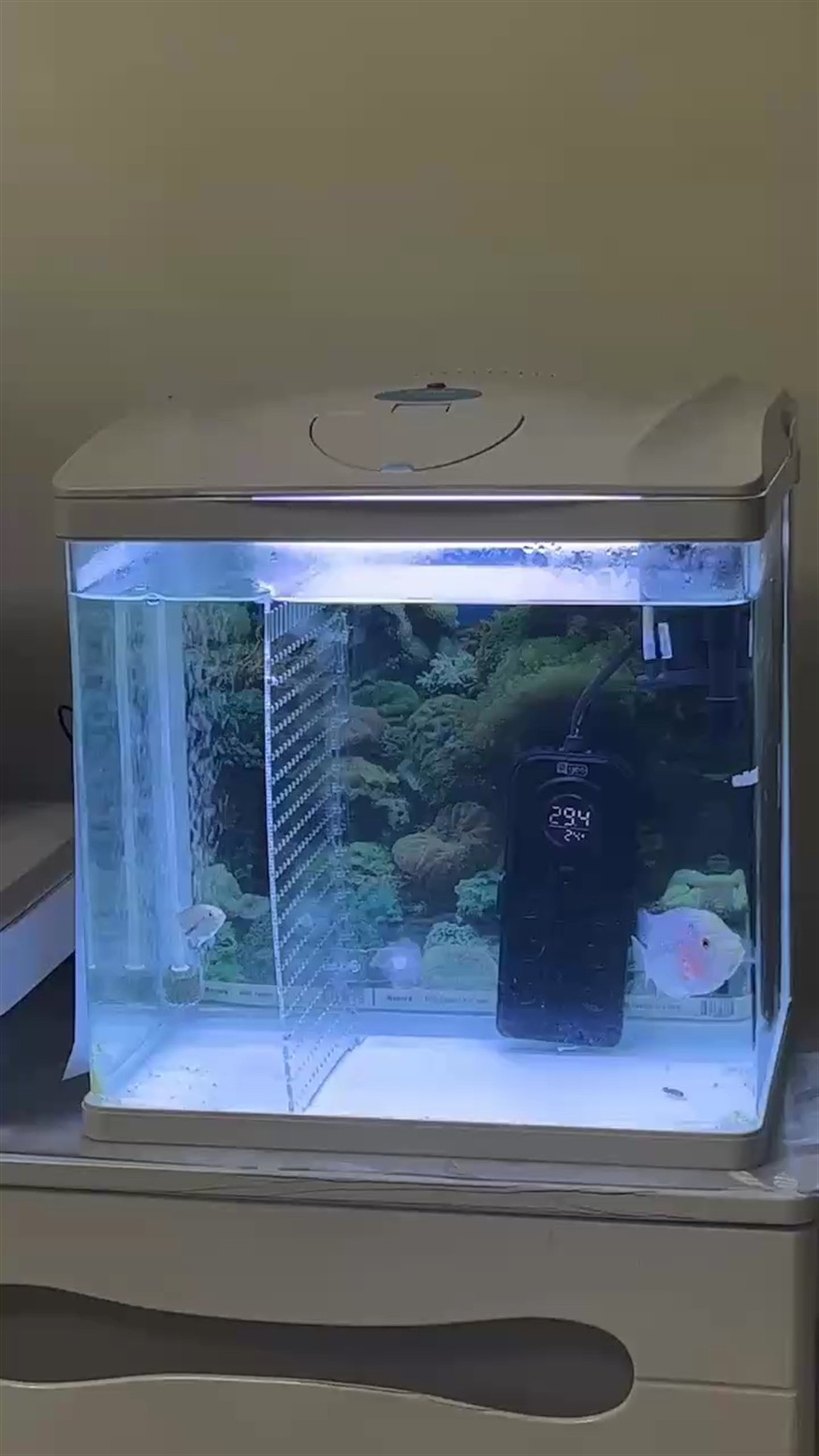 臨時養下