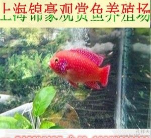 龍魚的養殖方法和技巧大全