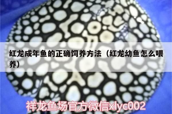 紅龍魚成年期喂養(yǎng)技巧：成年紅龍魚成年期的喂養(yǎng)技巧是確保它們健康和幸福的關(guān)鍵