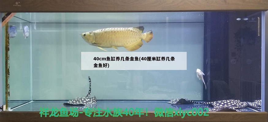 40cm魚缸養幾條金魚(40厘米缸養幾條金魚好)