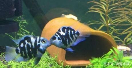 寶藍鸚鵡魚缸布置：寶藍鸚鵡魚缸布置指南